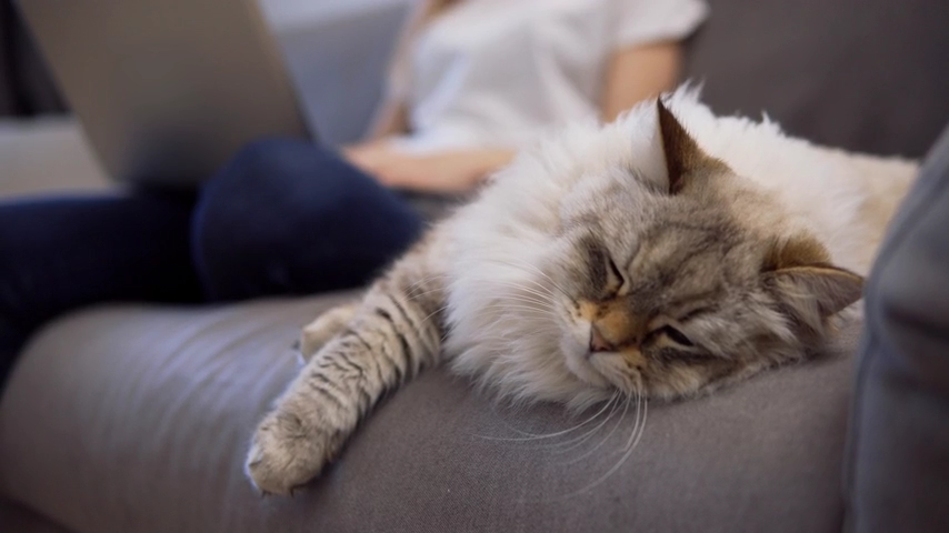 Resources Vet In Houston Bayou City Veterinary Hospital